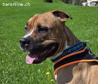Dozer, ca 4 Jahre, männl, Pitbull, sehr aktiv