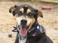 Drako - ein Not"fellchen"