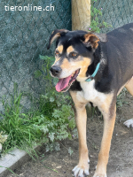 Drako - ein Not"fellchen"