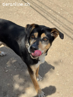 Drako - ein Not"fellchen"