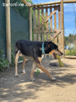 Drako - ein Not"fellchen"