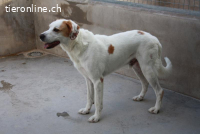 Dres - hofft, dieses Jahr endlich sein Jahr wird