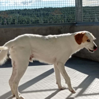 Dres - hofft, dieses Jahr endlich sein Jahr wird