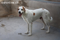 Dres - hofft, dieses Jahr endlich sein Jahr wird