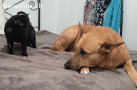 DRINGEND - Anhänglicher Wirbelwind Calin sucht Familie (10M)