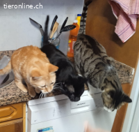 DRINGEND - Anhänglicher Wirbelwind Calin sucht Familie (10M)