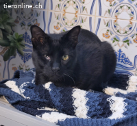 DRINGEND - Anhänglicher Wirbelwind Calin sucht Familie (10M)