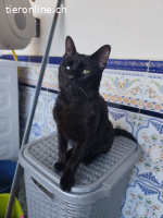 DRINGEND - Anhänglicher Wirbelwind Calin sucht Familie (10M)