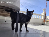 DRINGEND - baldiges Zuhause für die dankbare Ruana (1 J)