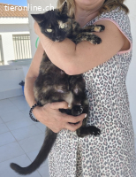 DRINGEND - baldiges Zuhause für die dankbare Ruana (1 J)