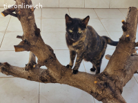 DRINGEND - baldiges Zuhause für die dankbare Ruana (1 J)