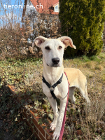 Dringend: Liebevolle Junghündin Lucy sucht neues Zuhause