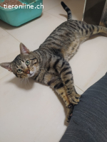 DRINGEND - verschmuster Juri (1.5J) sucht Familie, Freigang