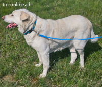 Dringend Zuhause oder Pflegestelle gesucht für Nala