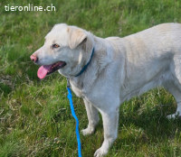 Dringend Zuhause oder Pflegestelle gesucht für Nala