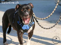 Drucken Box - eine sanfte Seele sucht seine Menschen