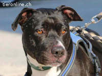 Drucken Box - eine sanfte Seele sucht seine Menschen