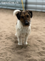 Dudley-4, herziger Hundemann