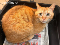 Duke - aus Animalhoarding-Fall