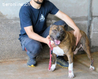 Durgesh - Stark, treu und immer übersehen