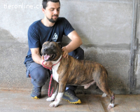 Durgesh - Stark, treu und immer übersehen