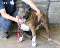 Durgesh - Stark, treu und immer übersehen