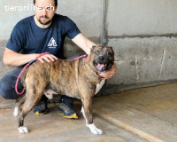 Durgesh - Stark, treu und immer übersehen