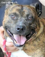 Durgesh - Stark, treu und immer übersehen