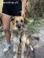 Ecran, m./kastr., geb. ca. 03/2023, Größe: 55 cm