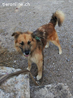 Ecran, m./kastr., geb. ca. 03/2023, Größe: 55 cm