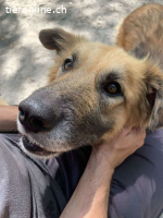 Ecran, m./kastr., geb. ca. 03/2023, Größe: 55 cm