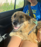 Ecran, m./kastr., geb. ca. 03/2023, Größe: 55 cm