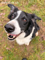 Eddy – ein treuer Begleiter
