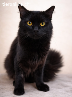 Edler schwarzer Kater - 1 J - freundlich - indoor