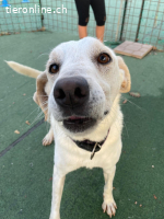 Ein Begleiter fürs Leben sehnt sich nach Familienwärme