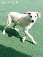 Ein Begleiter fürs Leben sehnt sich nach Familienwärme