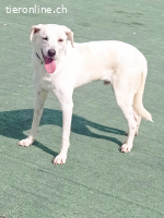 Ein Begleiter fürs Leben sehnt sich nach Familienwärme