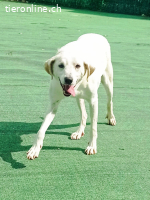 Ein Begleiter fürs Leben sehnt sich nach Familienwärme