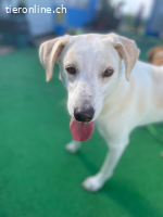 Ein Begleiter fürs Leben sehnt sich nach Familienwärme