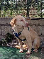 Ein Herz voller Liebe sucht eine Zukunft in einer Familie