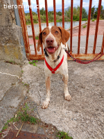 EIN PFOTENPLATZ IN DEINEM HERZEN, ADOPTIERE LUCKY