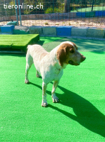 EIN PFOTENPLATZ IN DEINEM HERZEN, ADOPTIERE LUCKY