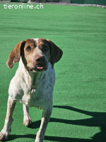 EIN PFOTENPLATZ IN DEINEM HERZEN, ADOPTIERE LUCKY
