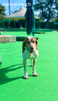 EIN PFOTENPLATZ IN DEINEM HERZEN, ADOPTIERE LUCKY