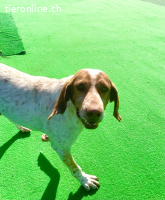 EIN PFOTENPLATZ IN DEINEM HERZEN, ADOPTIERE LUCKY