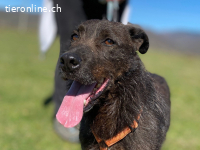 Ein stiller, treuer Begleiter wartet auf seine Chance