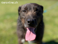 Ein stiller, treuer Begleiter wartet auf seine Chance