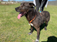 Ein stiller, treuer Begleiter wartet auf seine Chance