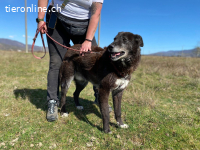 Ein treuer Senior wünscht sich ein ruhiges Zuhause