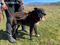 Ein treuer Senior wünscht sich ein ruhiges Zuhause